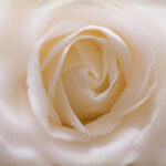 Affordable Subscription Options That Lead to Love